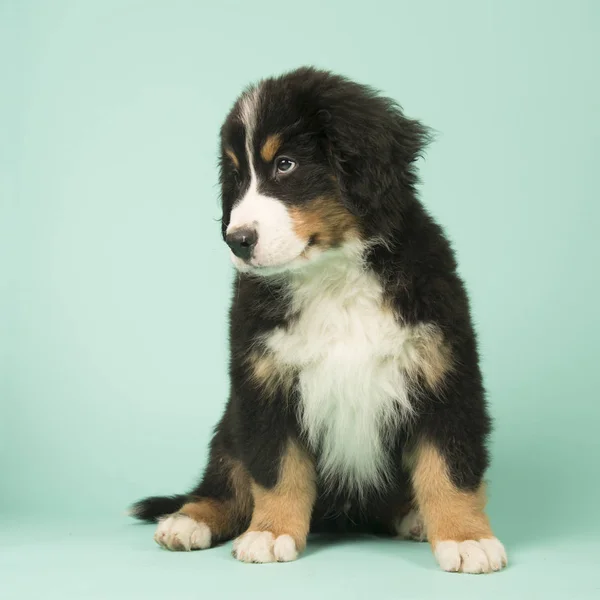 Bernese Mountain Dog cucciolo su sfondo verde — Foto Stock