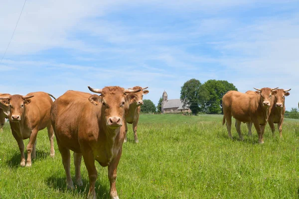 Limousin cows in France — Stock Photo, Image