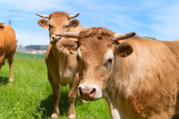 Лімузен корів в ландшафт — стокове фото