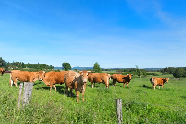 Лимузиновые коровы в ландшафте — стоковое фото