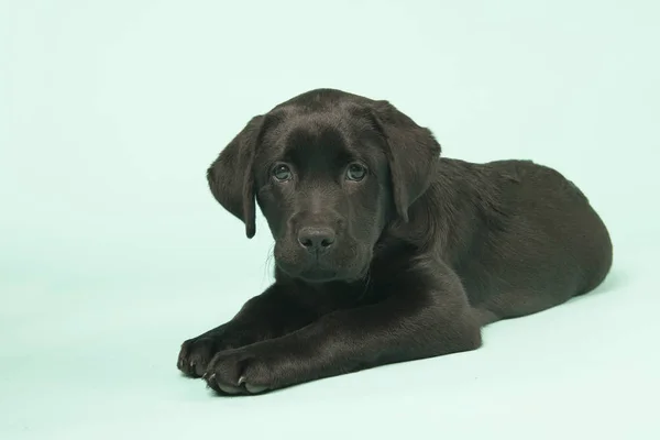 Choklad Labrador hundvalp på grön bakgrund — Stockfoto