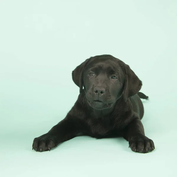 Chocolate Labrador puppy on green background — Stock Photo, Image