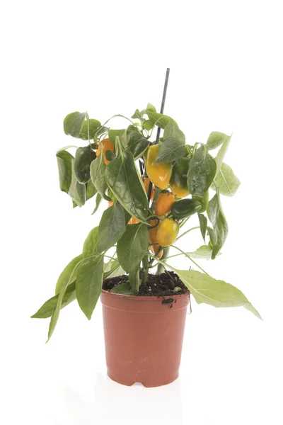 Gele paprika plant — Stockfoto