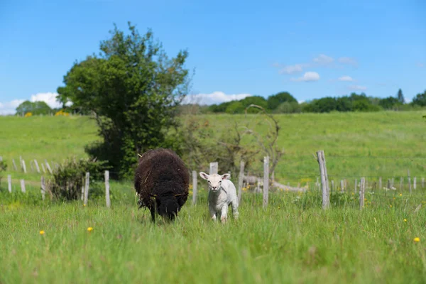 Черная овца с ягненком — стоковое фото