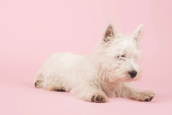 West highland white terrier valp — Stockfoto