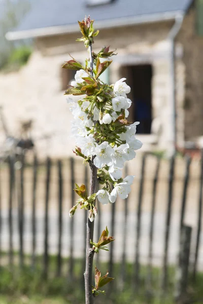 Pear blossom in tree — Stock Photo, Image