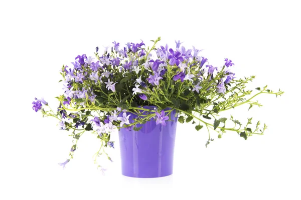 Purple bellflower isolated over white — Stock Photo, Image