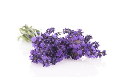 Buket lavanta beyaz arka plan üzerinde