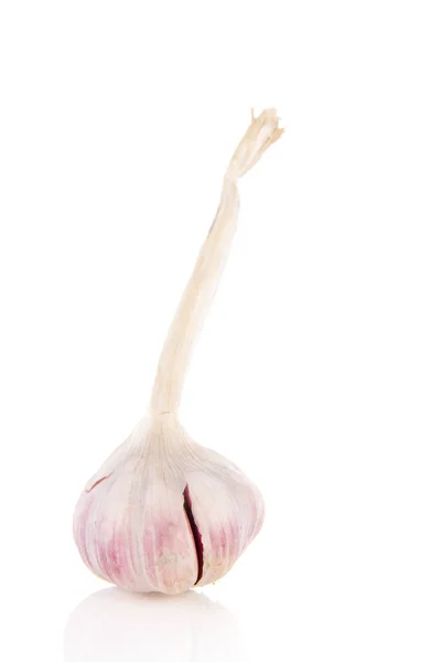 Fresh garlic bulb — Stock Photo, Image