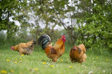 Ücretsiz aralığı tavuk çiftliğinde