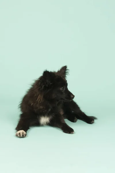 Piccolo cucciolo su verde — Foto Stock