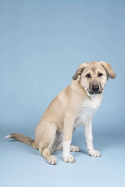 Mixed breed young dog — Stock Photo, Image