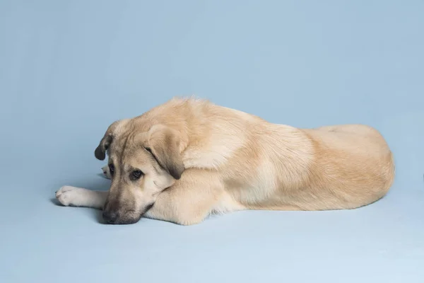 Молодая собака смешанной породы — стоковое фото