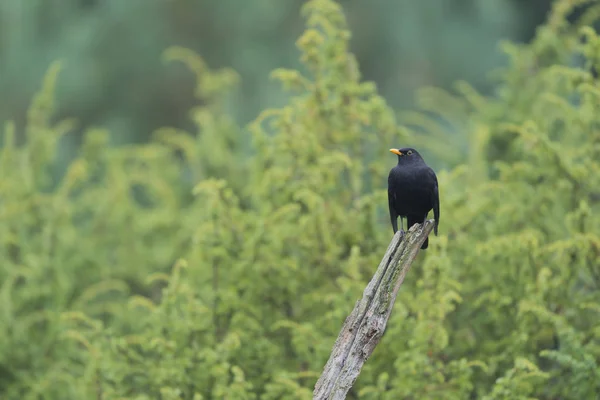 Pájaro negro común en árbol — Foto de Stock