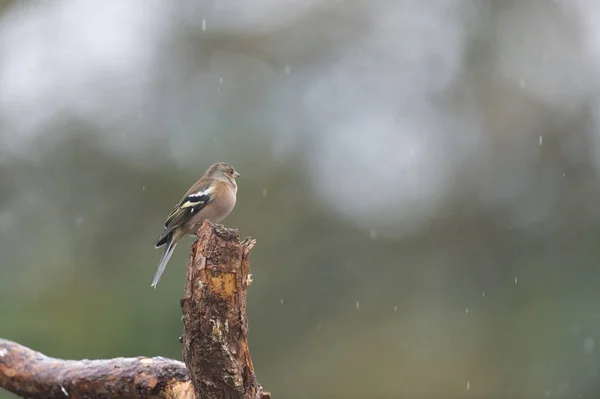 Female finch on branch — Stock Photo, Image