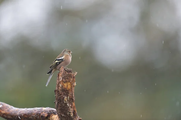 Vrouwelijke finch op tak — Stockfoto