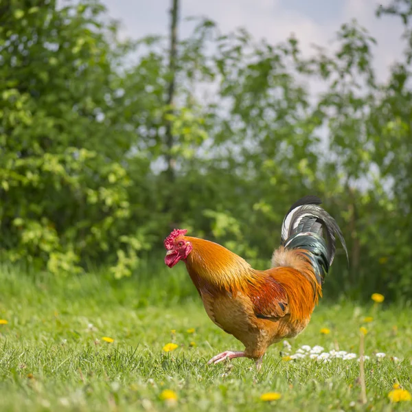 Kohout volného výběhu na farmě — Stock fotografie