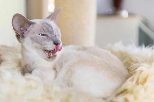 シャム猫のライラック ポイント — ストック写真