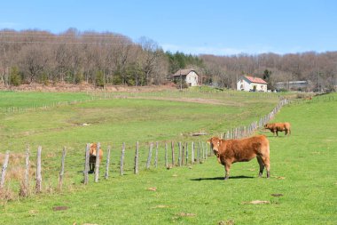 Limousin inekler peyzaj