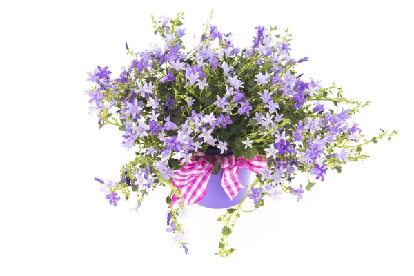 Harangvirág-virágcserép — Stock Fotó