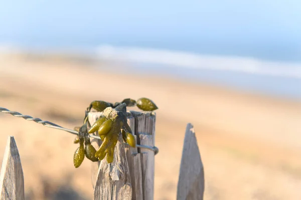 Морські водорості на пляжі — стокове фото