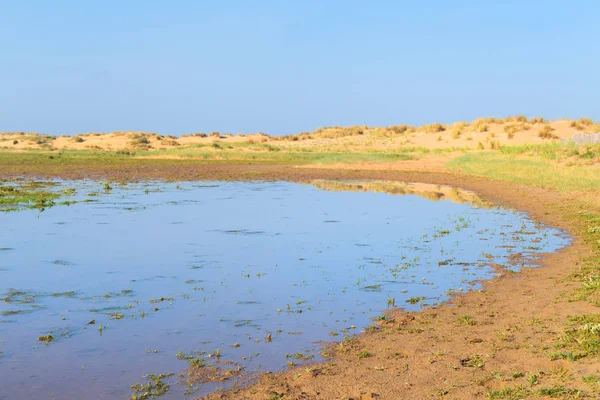 Swamp op het strand — Stockfoto