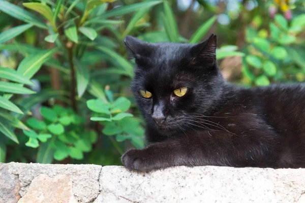 Allee-Katze im Freien — Stockfoto