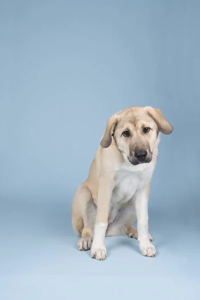 Blandad rasen ung hund — Stockfoto