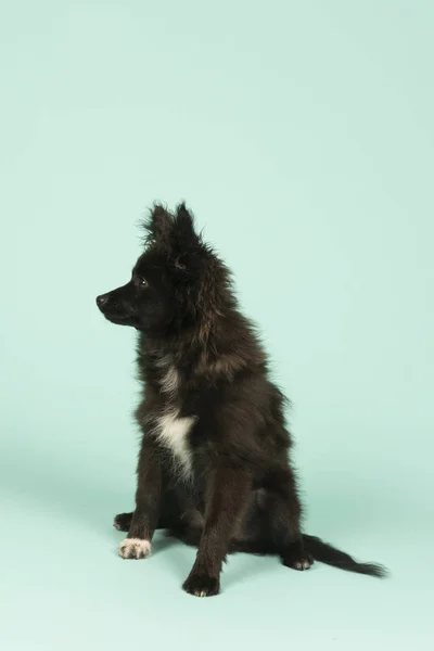 Piccolo cucciolo su verde — Foto Stock
