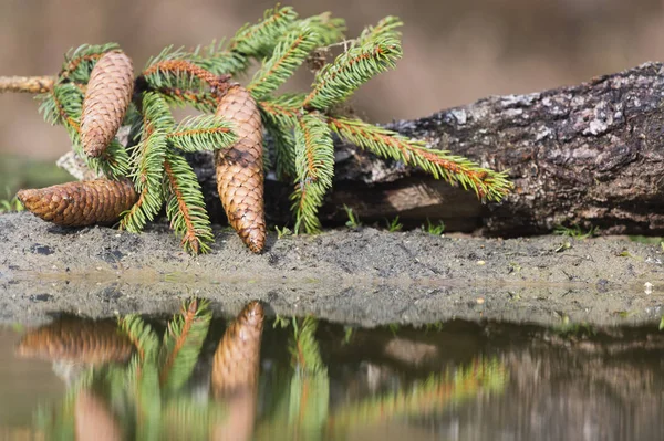 Pine cones near water — Stock Photo, Image