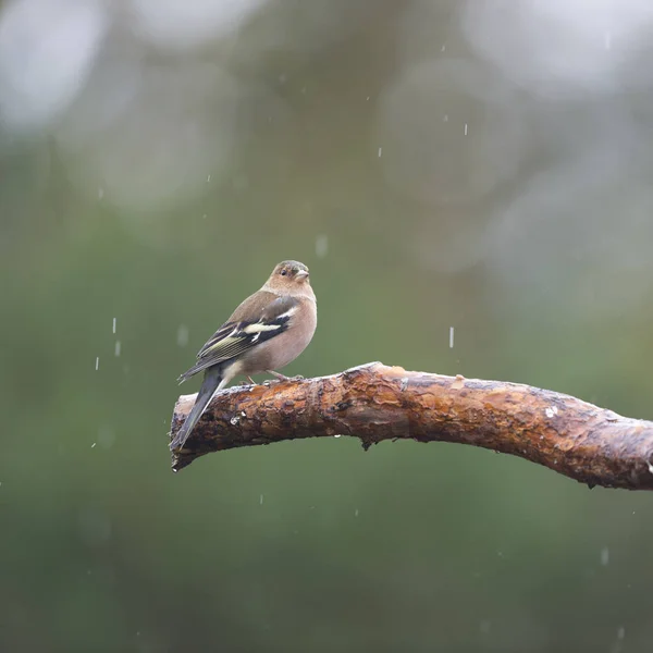 Vrouwelijke finch op tak — Stockfoto