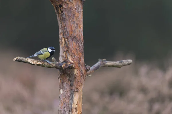 Great tit in nature — Stock Photo, Image