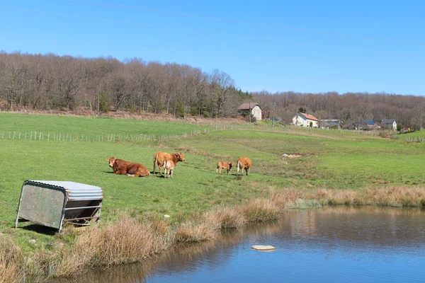 Vacas Limousin na paisagem — Fotografia de Stock