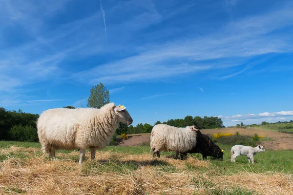 Pecora nera con agnello — Foto Stock