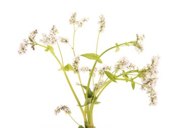 Beyaz bitti izole buğday