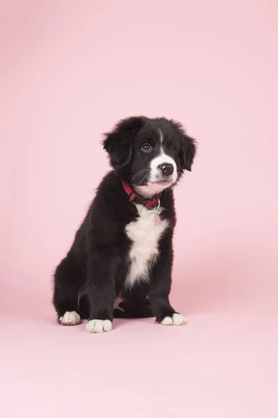 Border Collie valp på rosa — Stockfoto