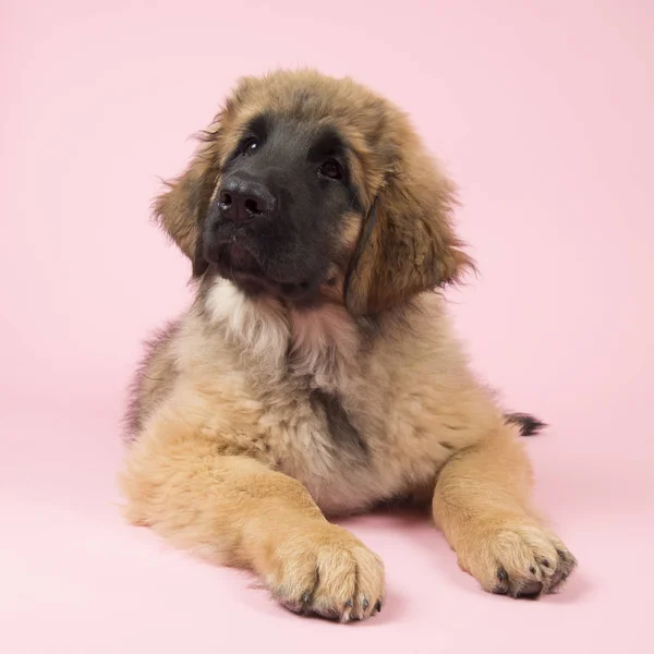 Leonberger 上粉红色的小狗 — 图库照片