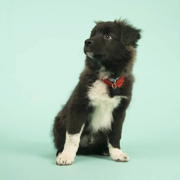 Croce razza Border Collie cucciolo su verde — Foto Stock