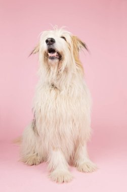 Pembe üzerinde eski köpek