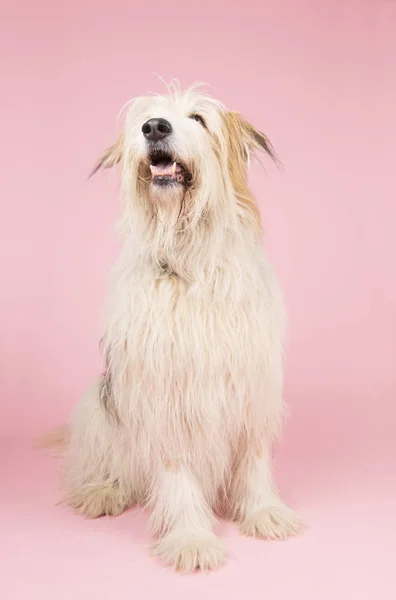 Old dog on pink — Stock Photo, Image