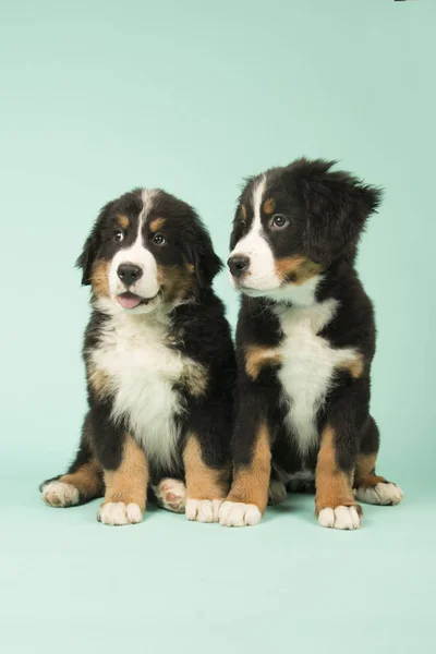 Lindo Bernese perros de montaña cachorros sobre fondo verde —  Fotos de Stock