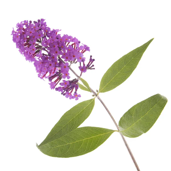 Purple butterfly bush — Stock Photo, Image