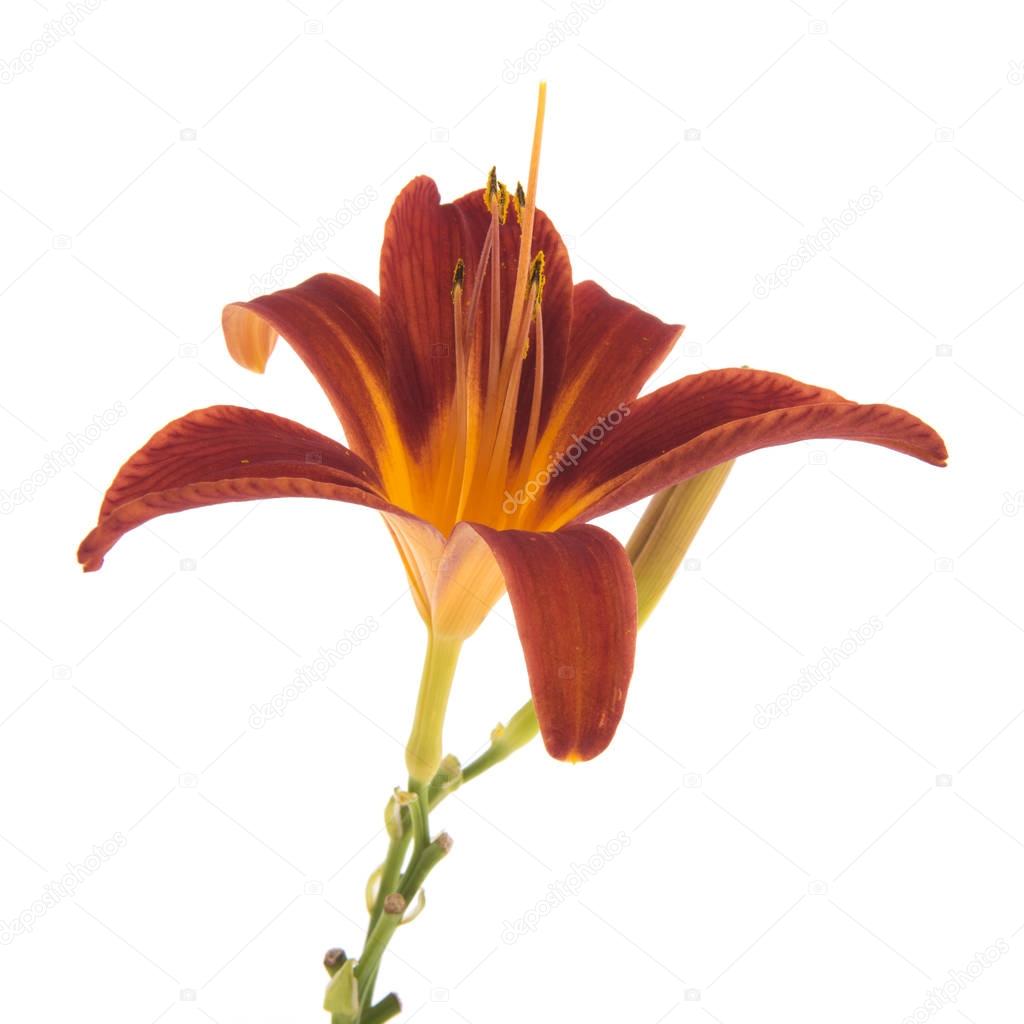 Orange daylily isolated over white