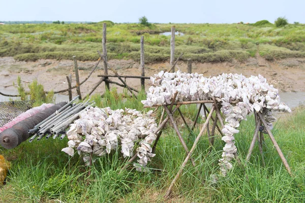 Gusci di ostrica all'aperto — Foto Stock