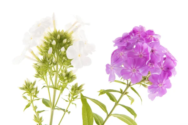 Фіолетова та біла квітка флокса — стокове фото