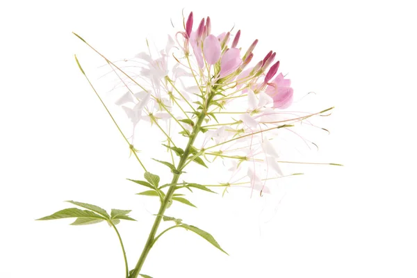 白で分離されたピンク Cleome — ストック写真