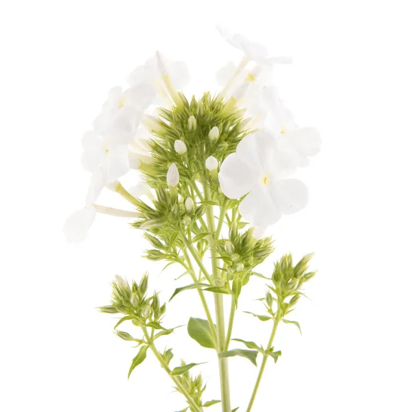 Fiore bianco viola — Foto Stock