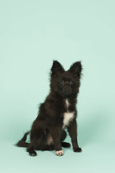 Pequeno cachorro em verde — Fotografia de Stock