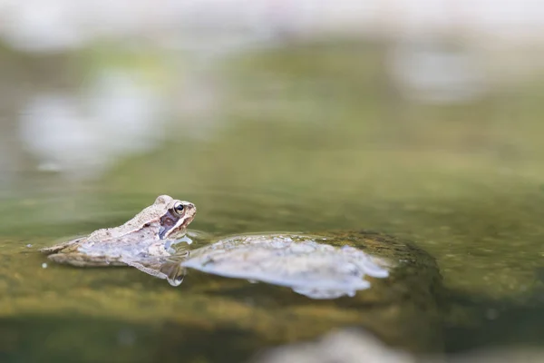 Frog in the water — Stock Photo, Image