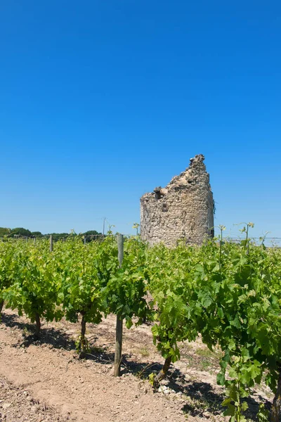 Restos de una torre en el viñedo — Foto de Stock